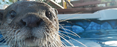 Otter Swim and Animal Encounter, San Diego